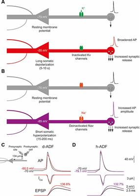 Myelination Increases the Spatial Extent of Analog-Digital Modulation of Synaptic Transmission: A Modeling Study